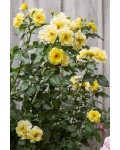 Роза плетистая Голден Шауэрс (желтая) | Троянда плетиста Голден Шауерс (жовта) | Rose climber Golden Showers (yellow)